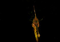 Weedy seadragon (Phylloperyx taeniolatus) head portrait, Australia