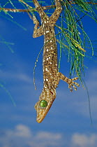 Smiths green eyed gecko (Gecko smithii) in tree, Indonesia