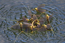 Mayflies (Palingenia longicauda) swarming, Tisza river, Hungary, June