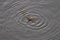 Mayfly (Palingenia longicauda) dies after swarming, Tisza river, Hungary, June