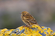 South Georgia Pipit (Anthus antarcticus) endemic, Prion Island, South Georgia, February