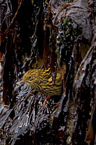 South Georgia Pipit (Anthus antarcticus) feeding in kelp during low tide, endemic, Prion Island, South Georgia, February