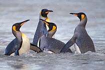 King Penguins (Aptenodytes patagonicus) dispute while coming ashore, Salisbury Plain, South Georgia Island, February