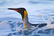 King Penguin (Aptenodytes patagonicus) in surf coming ashore, Salisbury Plain, South Georgia Island, February