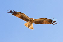 Whistling Kite (Haliastur sphenurus) in flight, Northern Territory, Australia, December