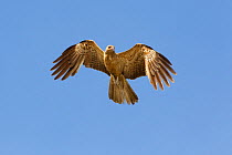 Whistling Kite (Haliastur sphenurus) in flight, Northern Territory, Australia, December