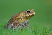 Cane Toad (Bufo marinus) introduced species, now a national pest, Northern Territory, Australia, December