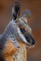 Yellow-footed rock wallaby (Petrogale xanthopus)  Australia, December