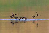 Wilson's storm petrel (Oceanites oceanicus) flock feeding on water, South Georgia, February