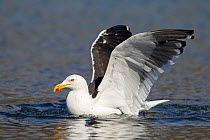 Southern black backed / Kelp gull (Larus dominicanus) on water surface, King Edward Point, South Georgia Island, February