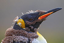 King Penguin (Aptenodytes patagonicus) moulting, King Edward Point, South Georgia Island, February
