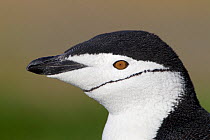 Chinstrap Penguin (Pygoscelis antarctica) portrait, Grytvicen, South Georgia Island, March