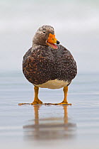 Falkland flightless steamer duck (Tachyeres brachypterus) calling on the beach, Volunteer Point, Falkland Islands, March