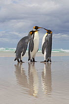 King Penguin (Aptenodytes patagonicus) dispute on beach, Volunteer Point, Falkland Islands, February