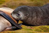 Antarctic Fur Seal (Arctocephalus gazella) pup nursing, South Georgia Island, February