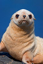 Antarctic Fur Seal (Arctocephalus gazella) pup blonde morph, South Georgia, February