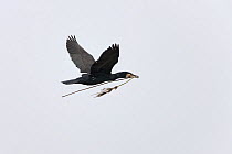 Common cormorant (Phalacrocorax carbo) in flight with nesting material, Mecklenburg-Vorpommern, Germany
