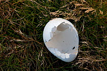 King Penguin (Aptenodytes patagonicus) egg shell of hatched chick, Jason Harbour, South Georgia Island, February