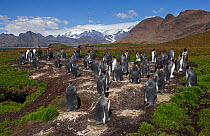 King Penguin (Aptenodytes patagonicus), small rookery with breeding birds, Jason Harbour, South Georgia Island, February 2011