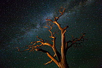 Dead tree under Milky Way galaxy, Canyonlands National Park, Utah, USA, September 2010
