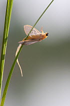 Mayfly (Palingenia longicauda) hanging on leaf and moulting, Tisza river, Hungary, sequence 3/7, June