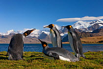 King Penguin (Aptenodytes patagonicus) breeding bird (left) keeps distance to trio, King Edward Point, South Georgia Island, March 2011