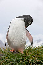 Gentoo Penguin (Pygoscelis papua) preening, Prion Island, South Georgia Island, February
