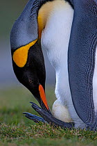 King Penguin (Aptenodytes patagonicus) adult adjusting egg balanced on its feet, King Edward Point, South Georgia Island, March