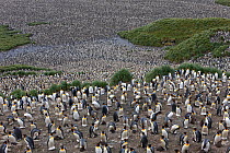 King Penguin (Aptenodytes patagonicus) rookery crowded with nesting birds incubating eggs or protecting their small chicks, Salisbury Plain, South Georgia Island, February 2011