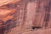 Ancient Native American ruins, White House ruins, first inhabited around 1200 CE by the Anasazi (Ancient Pueblos) culture, Canyon de Chelly National Monument, Arizona, USA, October