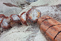 Petrified wood segments from a large tree, Petrified Forest National Park, Arizona, USA, October