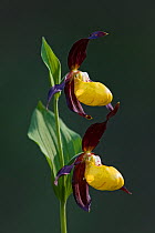 Yellow lady's slipper orchid (Cypripedium calceolus) Austria, June