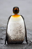 King Penguin (Aptenodytes patagonicus) adult standing in mud on edge of rookery, Salisbury Plain, South Georgia Island, February