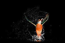 Kingfisher (Alcedo atthis) leaving water after successfully catching a fish, Hessen, Germany, sequence 9/9