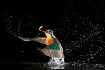 Kingfisher (Alcedo atthis) diving into water to catch a fish, Hessen, Germany, sequence 7/9
