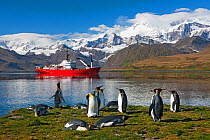 Fisheries Protection Vessel (Pharos) arrived at King Edward Point with King penguins on shoreline, South Georgia Heritage Trust Rat Eradication Project, South Georgia, February 2011