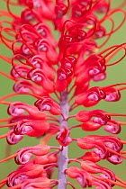 Grevillea flower (Grevillea dryandri) Kakadu National Park, Northern Territory, Australia, December