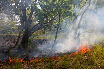 Bushfire in Kakadu National Park, Northern Territory, Australia, December 2010