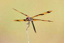 Banded Flutterer dragonfly (Rhyothemis graphitera), Kakadu National Park, Northern Territory, Australia, December