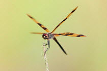 Banded Flutterer dragonfly (Rhyothemis graphitera), Kakadu National Park, Northern Territory, Australia, December