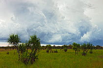 Floodplain with Pandanus palms under storm clouds, Kakadu National Park, Northern Territory, Australia, December 2010