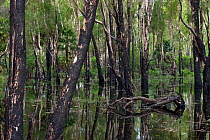 Paperbark trees or White Bottlebrush (Melaleuca quinquenervia) in the wet season after bushfire with charred bark, Kakadu National Park, Australia, December