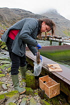 Ruth Fraser checking rat traps at Grytviken Whaling Station, South Georgia Heritage Trust Rat Eradication Project, South Georgia, February 2011