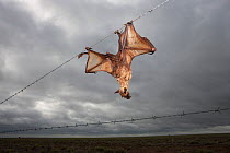 Flying fox (Pteropus genus) caught on barbed wire fence, Queensland, Australia