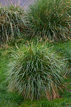 Tussock Grass (Parodiochloa flabellata) King Edward Point, South Georgia Island, February