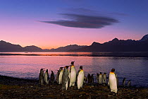 King Penguin (Aptenodytes patagonicus) group at sunrise, King Edward Point, South Georgia Island, March