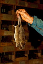 Dead rats found after baiting , South Georgia Heritage Trust Rat Eradication Project, Old Whaling Station Grytviken, South Georgia, March 2011
