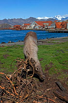 Caribou (Rangifer tarandus) has become entangled in wire ropes from old whaling station, Leith Harbour, South Georgia Island, March 2011