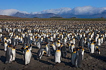 King Penguin (Aptenodytes patagonicus) rookery crowded with nesting birds incubating eggs or protecting their small chicks, Salisbury Plain, South Georgia Island, February