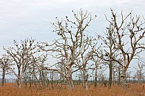 Great Cormorant (Phalacrocorax carbo) colony with nests in dead trees, Mecklenburg-Vorpommern, Germany, May